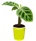 2" Calathea Zebrina